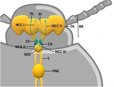 Beetles as Model Organisms in Physiological, Biomedical and Environmental Studies – A Review